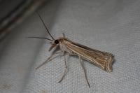 Ancylolomia tentaculella