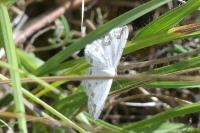 Scopula ornata