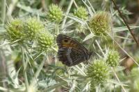 Arethusana arethusa
