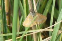 Lythria purpuraria