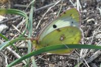 Colias crocea