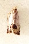 Notocelia uddmanniana