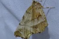 Selenia dentaria