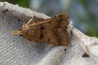 Stemmatophora brunnealis