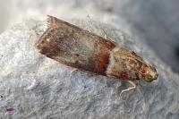 Acrobasis tumidana
