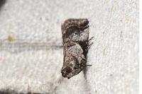 Acrobasis fallouella/glaucella