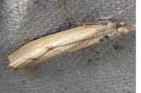 Agriphila inquinatella