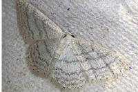 Idaea subsericeata