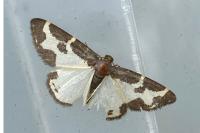 Lomaspilis marginata