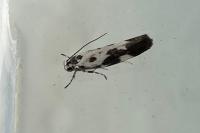 Ethmia quadrillella