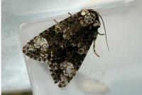 Craniophora ligustri