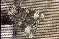 Craniophora ligustri