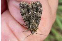 Acronicta rumicis