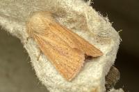 Denticucullus pygmina