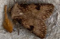 Agrotis puta