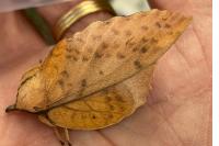 Gastropacha populifolia