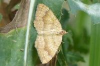 Camptogramma bilineata