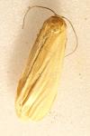 Wittia sororcula