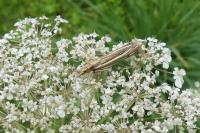 Ancylolomia tentaculella