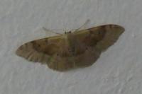 Idaea degeneraria