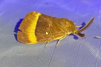 Lasiocampa quercus