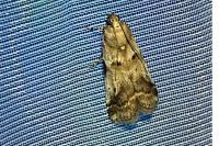 Acrobasis fallouella/glaucella