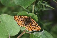 Melitaea didyma