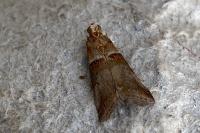 Acrobasis tumidana