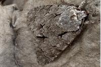 Acronicta psi/tridens