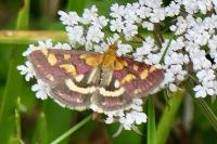 Pyrausta purpuralis