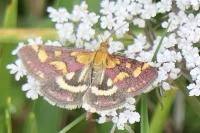 Pyrausta purpuralis