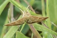 Pyrausta despicata
