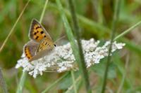 Lycaena phlaeas