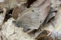 Maniola jurtina