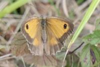 Pyronia tithonus