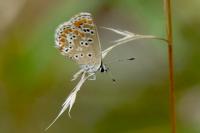 Aricia agestis