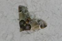 Pyralis farinalis