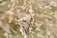 Loxostege sticticalis