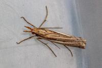 Ancylolomia tentaculella