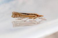 Ancylolomia tentaculella