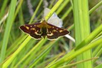 Pyrausta purpuralis