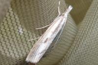 Agriphila geniculea