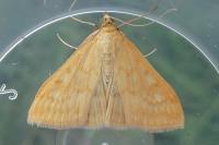 Sitochroa verticalis