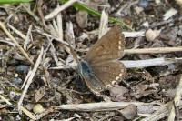 Polyommatus icarus