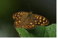 Pararge aegeria