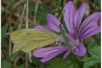 Pieris napi