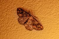 Cleorodes lichenaria