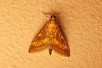 Ostrinia nubilalis