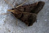 Stemmatophora brunnealis