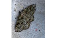 Cleorodes lichenaria